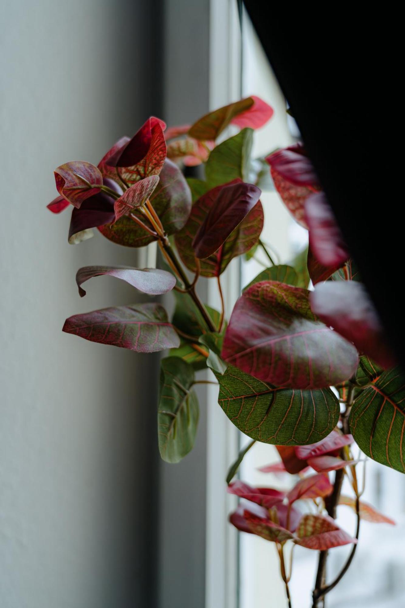 Appartements Am Alten Loehrtor 科布倫茨 外观 照片